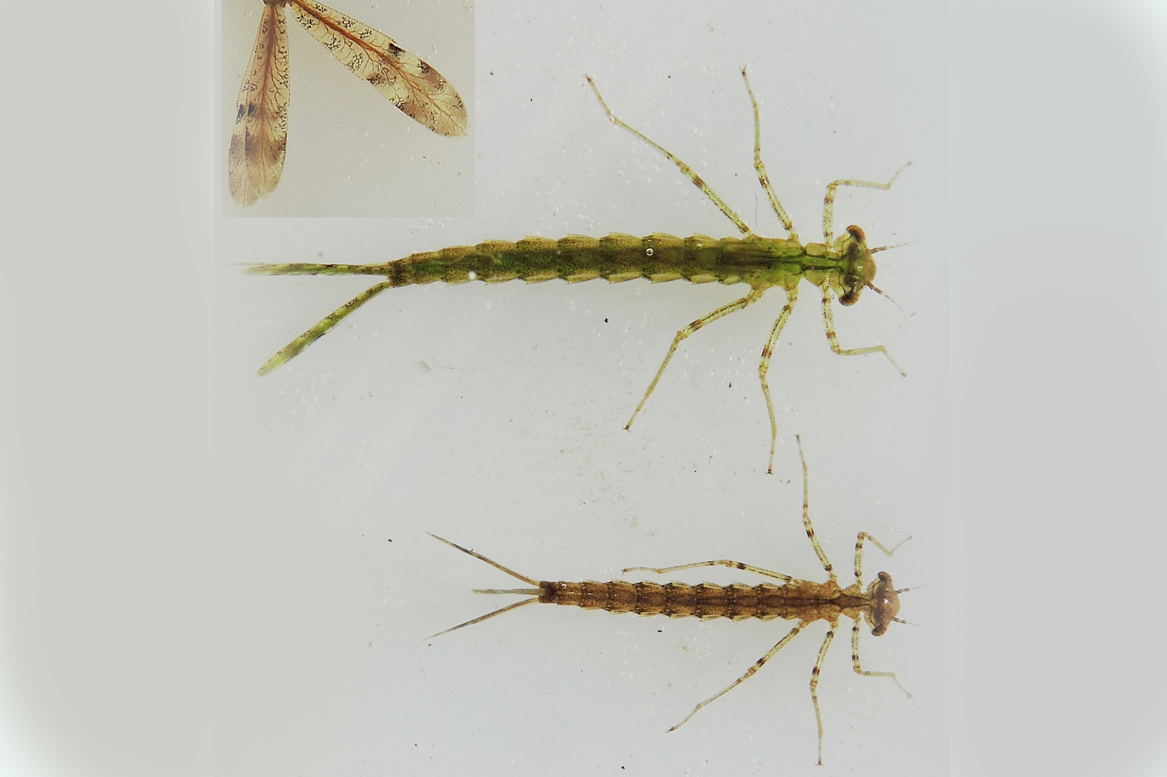 gu Erythromma najas larv SE sk Simontorp larv 20150803 mh DSCN1485 Kopi