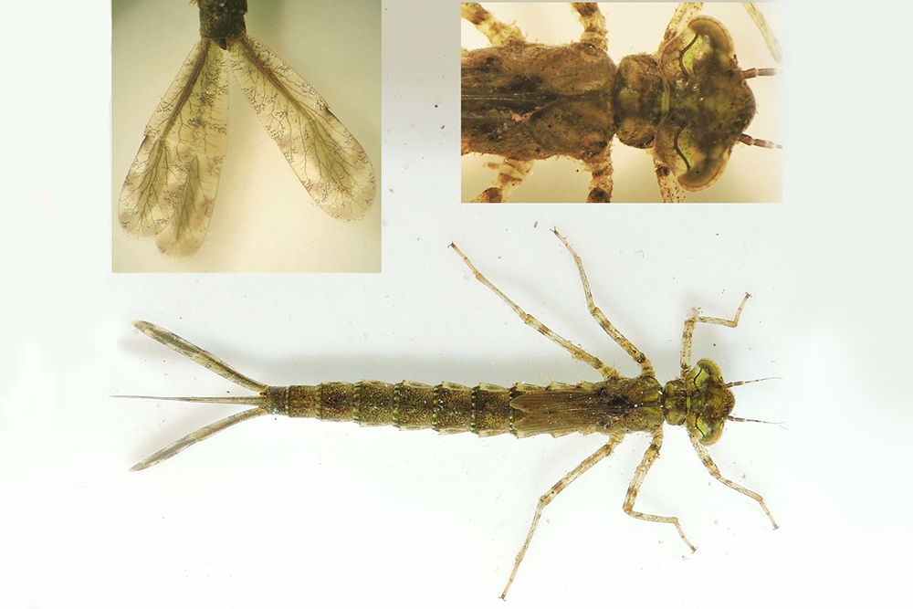 gu Erythromma najas larv Vaserne 20160210 mh DSCN3223 Kopi