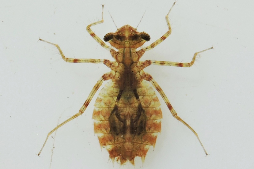 gu Leucorrhinia caudalis larv SE Bl Nytebodavagen 20150615 mh DSCN0721