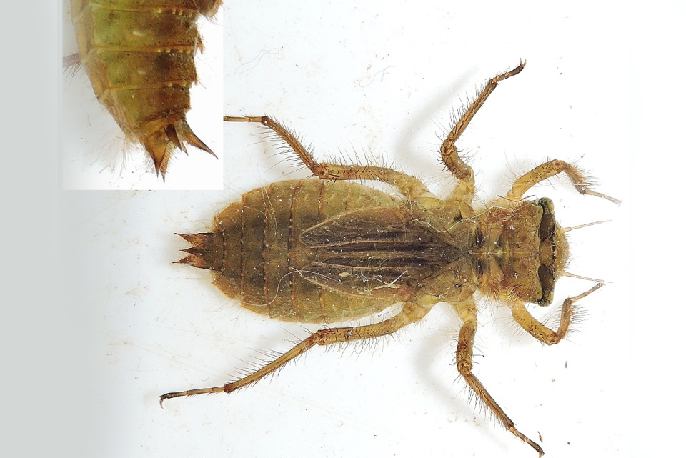 gu Libellula quadrimaculata larv Moelleengen 20150919 mh DSCN2134 Kopi