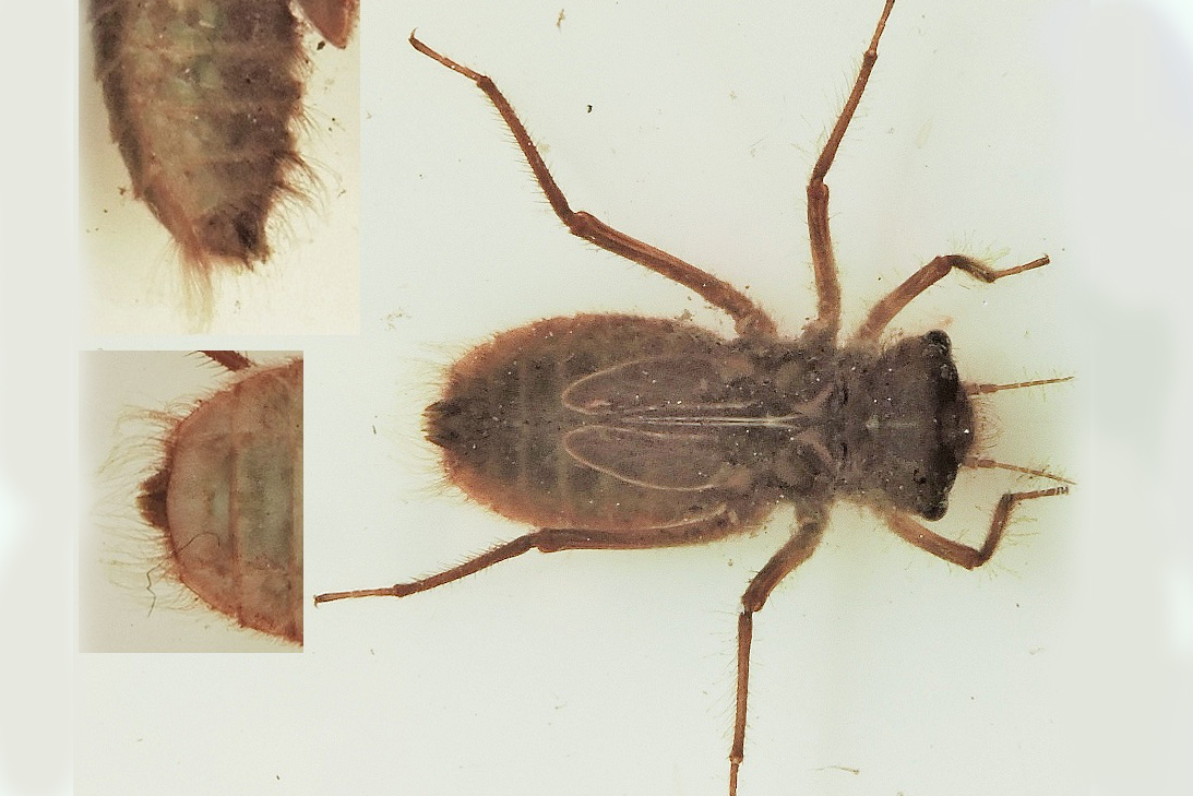 gu Somatochlora arctica larv SE Sk Vaestermyr 20150730 mh 11.37.19 Kopi