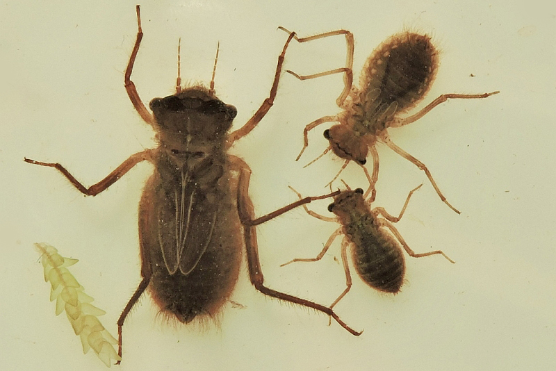 gu Somatochlora arctica larv Västermyr 20150730 mh 11.41.59 Kopi