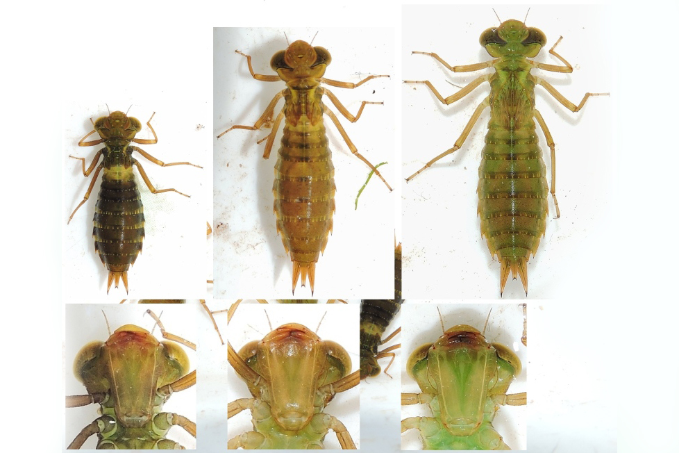 gu Aeshna viridis larv Moelleengen 20150919 mh DSCN2132 Kopi 2