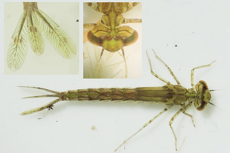 gu Erythromma viridulum larv UlkerupSkov 20150714 mh 14.21.01 Kopia