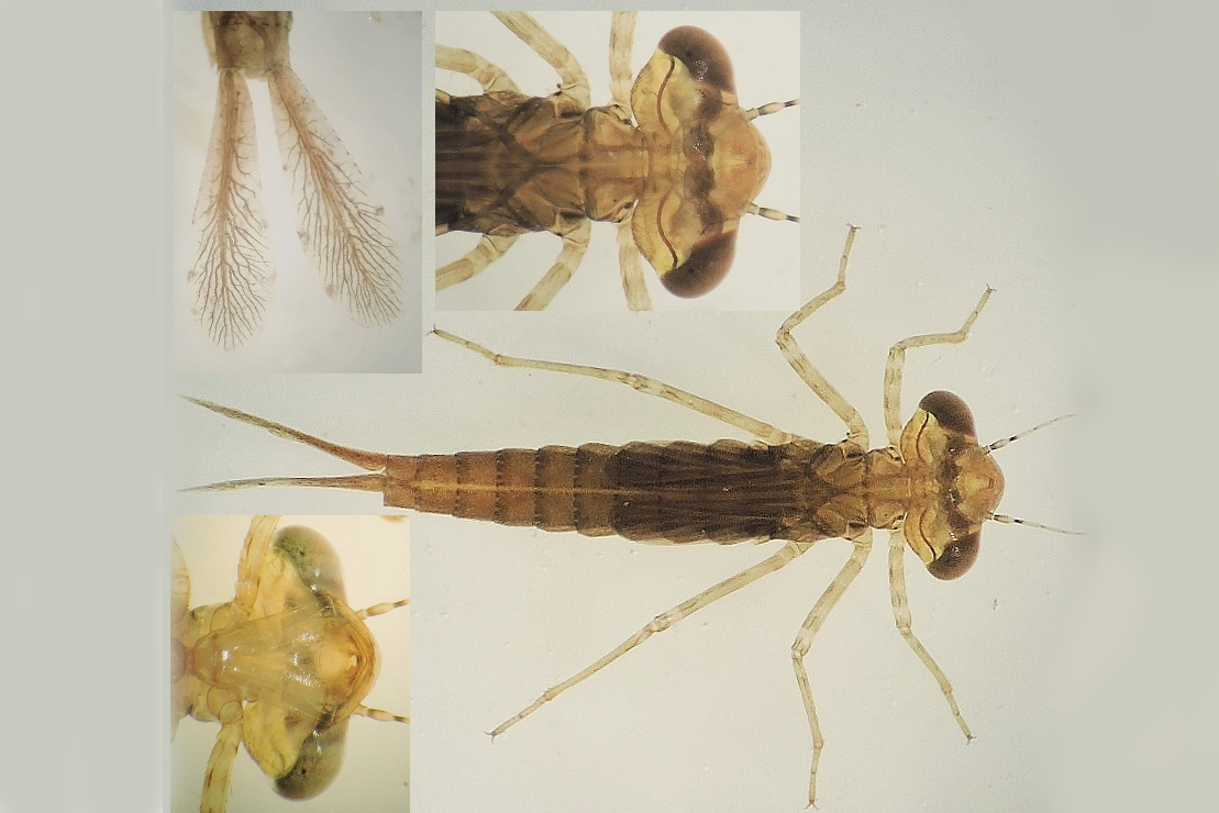 gu Nehalennia speciosa larv FandensHul 20160605 mh DSCN4394 Kopi